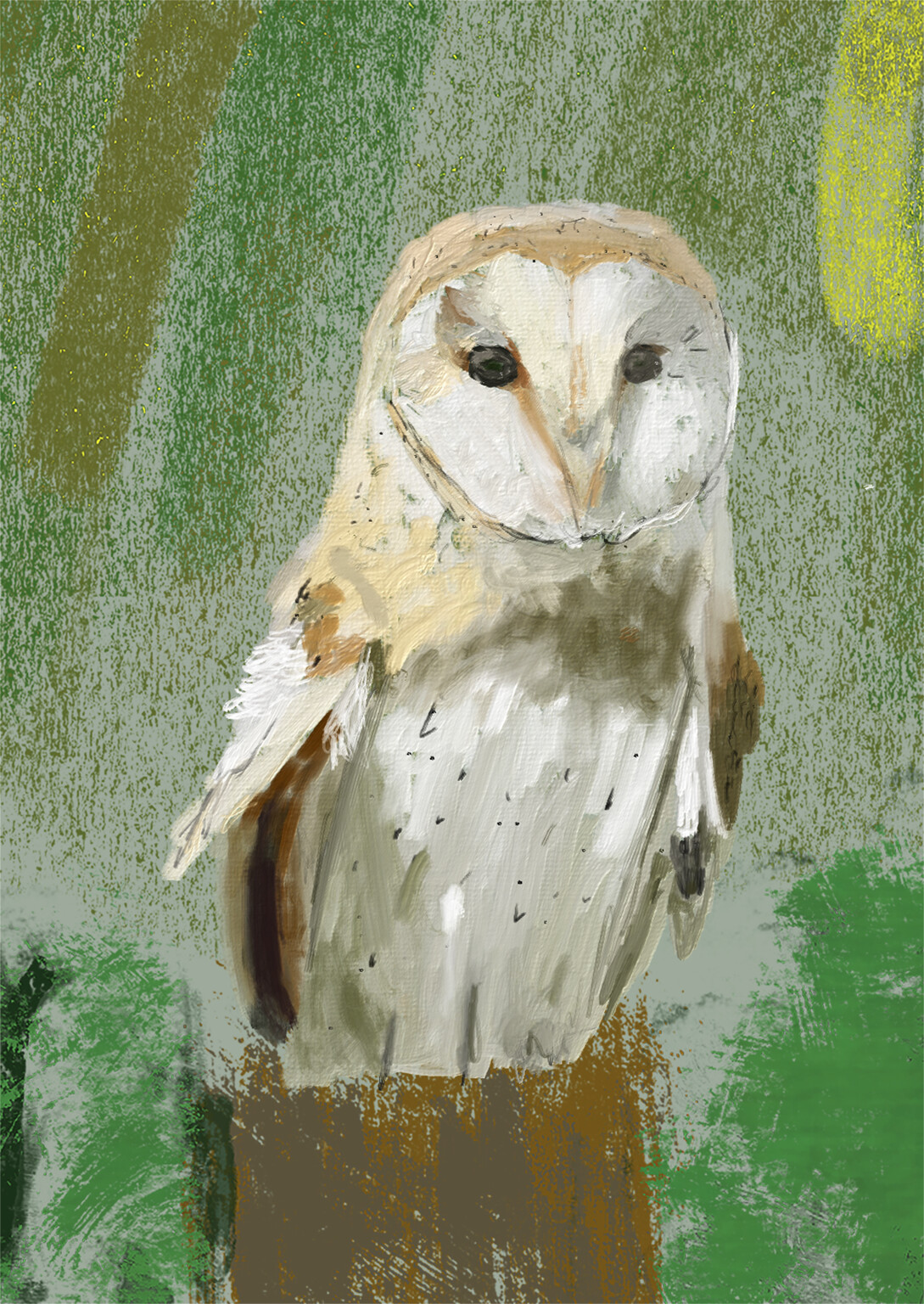 Barn owl